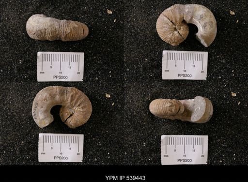 Scaphites whitfieldi