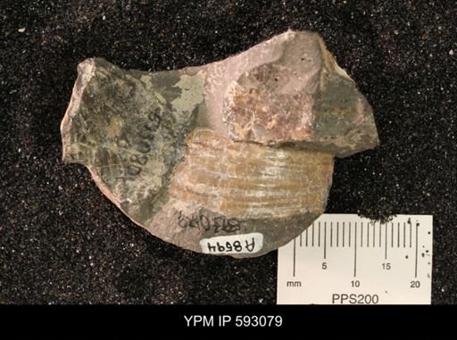 Inoceramus cuneatus