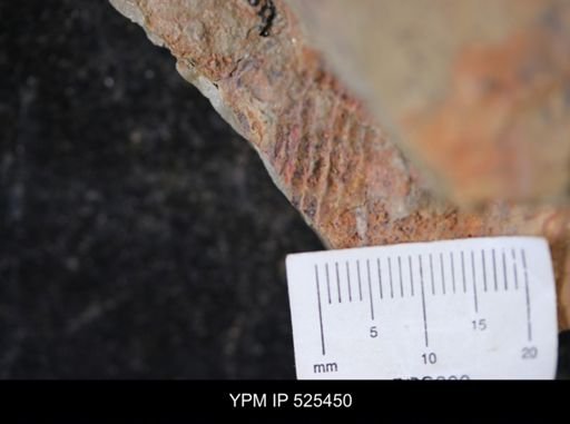 Asaphellus?