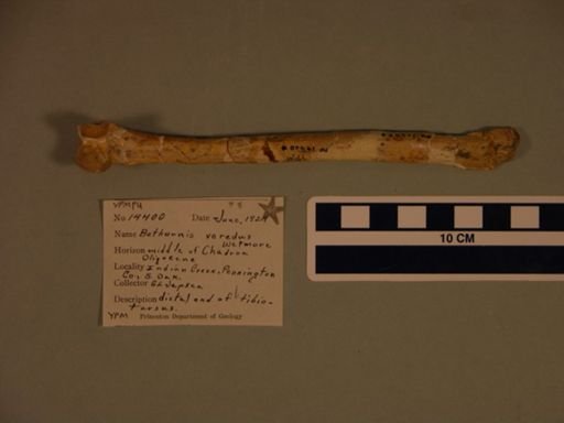 Bathornis veredus