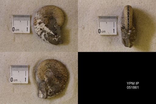 Hoploscaphites nicolletii