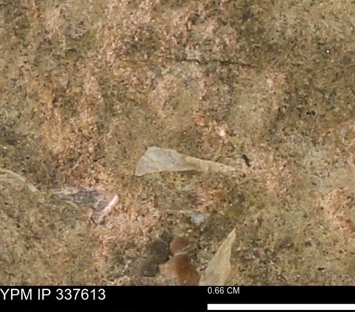 undet. Mollusca