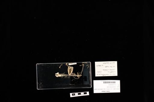 Gekko vittatus