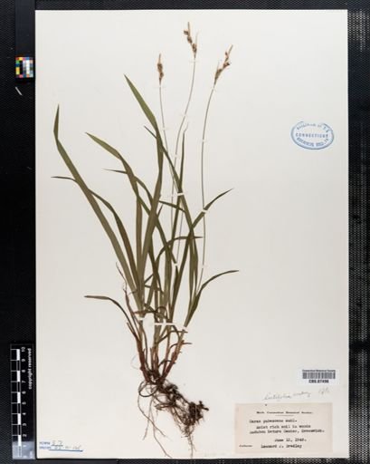 Carex pubescens