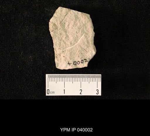 undet. Hexapoda