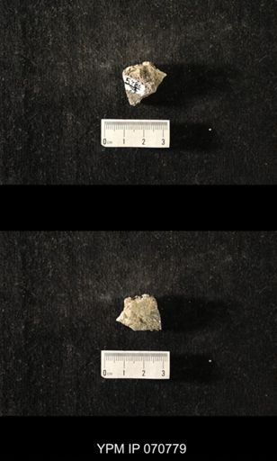 Favosites louisvillensis