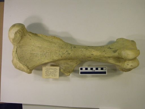Aphelops malacorhinus