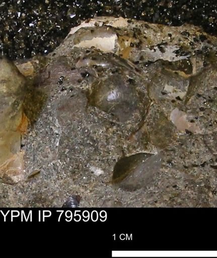 Protocardia?