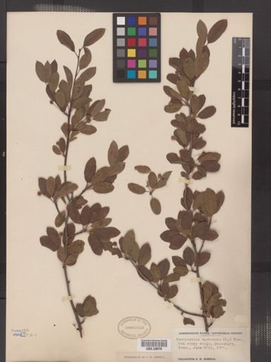 Ilex mucronata