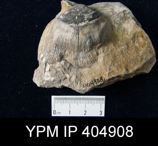 Schuchertella deformis