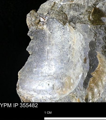 undet. Bivalvia