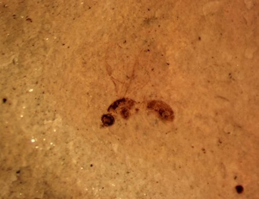 undet. Hymenoptera