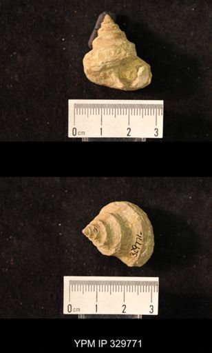 Worthenia tabulata