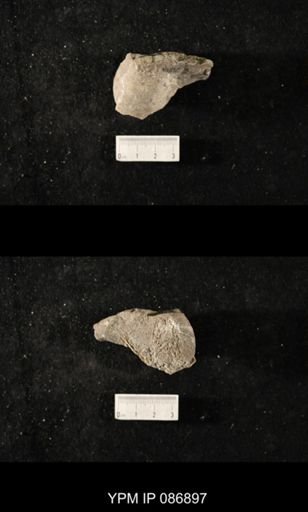undet. Nautiloidea