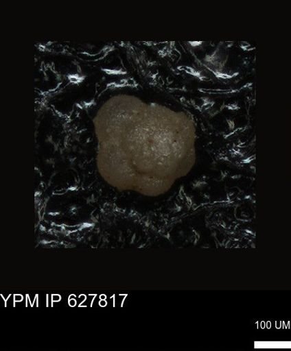undet. Foraminiferida