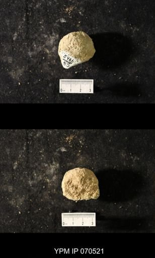 Favosites louisvillensis