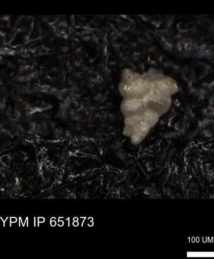 undet. Heterohelicidae