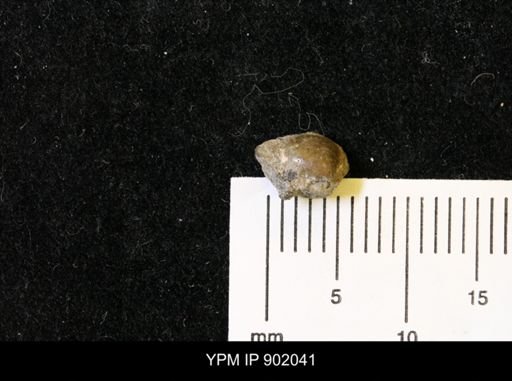 Protocardia sp.