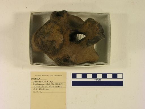 Mosasaurus maximus
