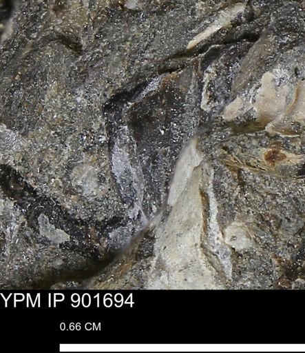 undet. Mollusca