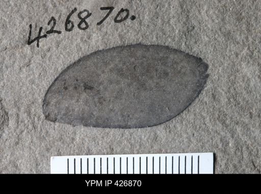 Eurypterus sp.