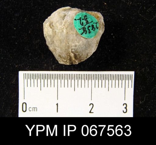 Stropheodonta varistriata