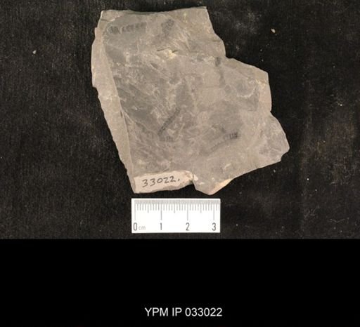 Mormolucoides articulatus