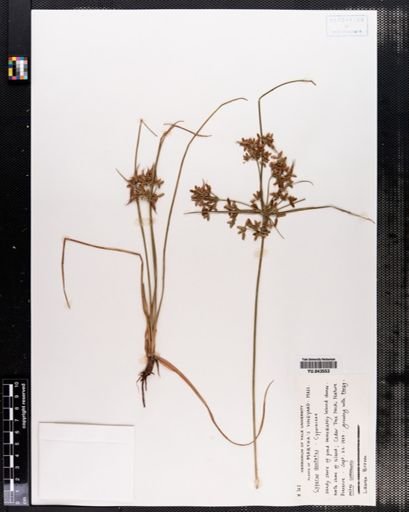 Cyperus dentatus