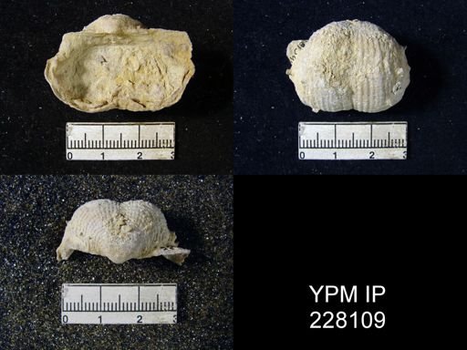 Dictyoclostus portlockianus var. crassicostatus