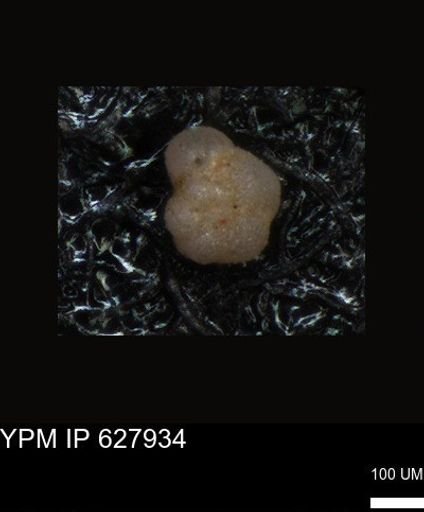 undet. Foraminiferida