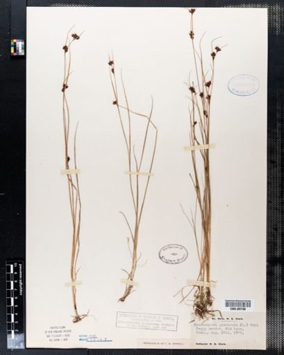 Rhynchospora glomerata