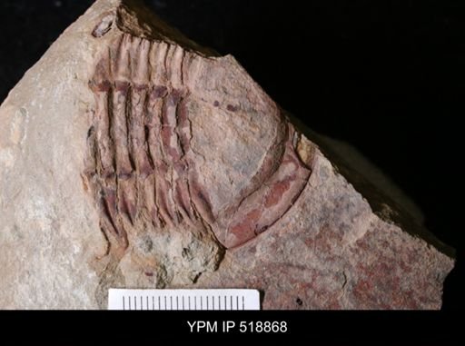 undet. Asaphidae