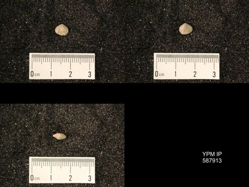 Zygospira modesta