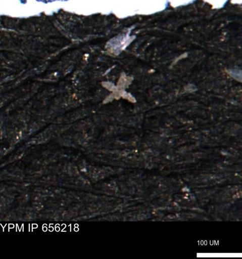 Porifera