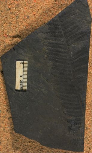 Pecopteris unita