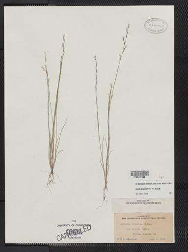 Aristida dichotoma