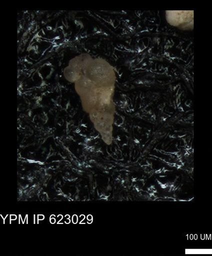 undet. Heterohelicidae