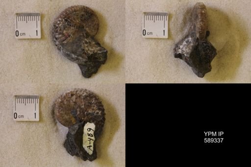 Discoscaphites sp.