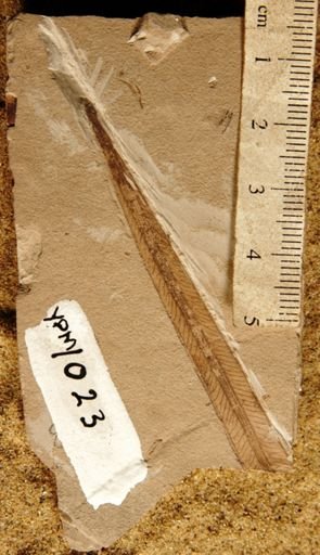 Yabeiella spatulata