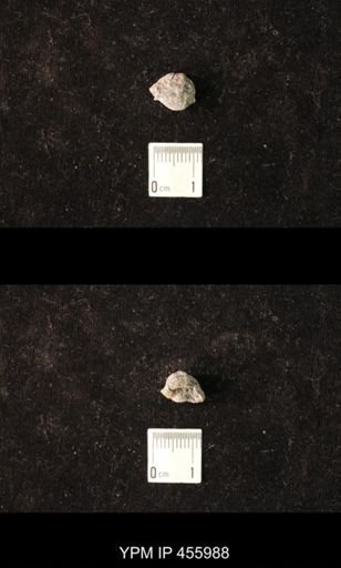 Pharkidonotus percarinatus