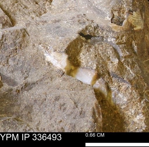 undet. Mollusca