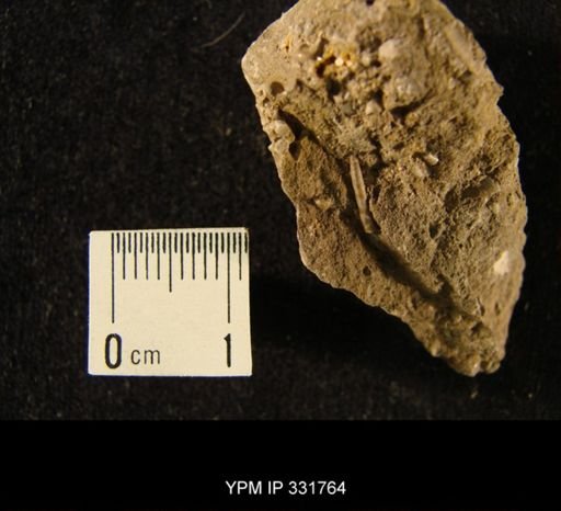 Coleolus iowaensis