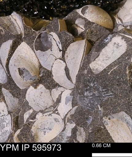 Protocardia sp.