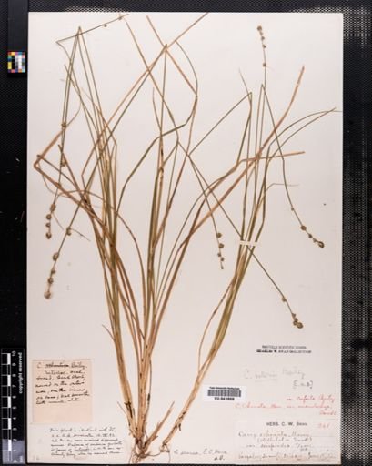 Carex seorsa