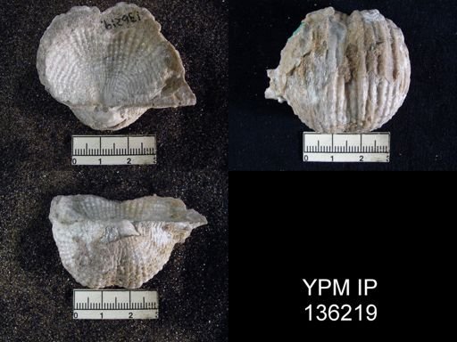 Productus (Dictyoclostus) indicus