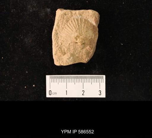 Eoorthis remnicha