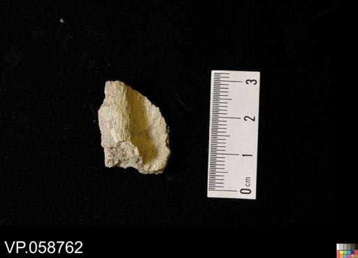 undet. Actinopterygii