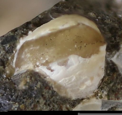 Corbulamella gregaria