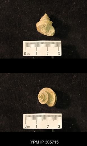 Worthenia tabulata