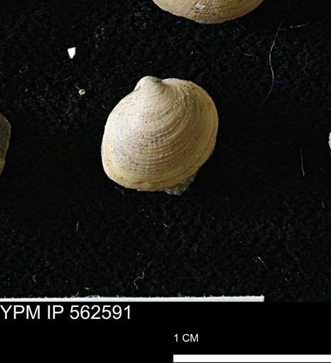 Limopsis striatopunctatus